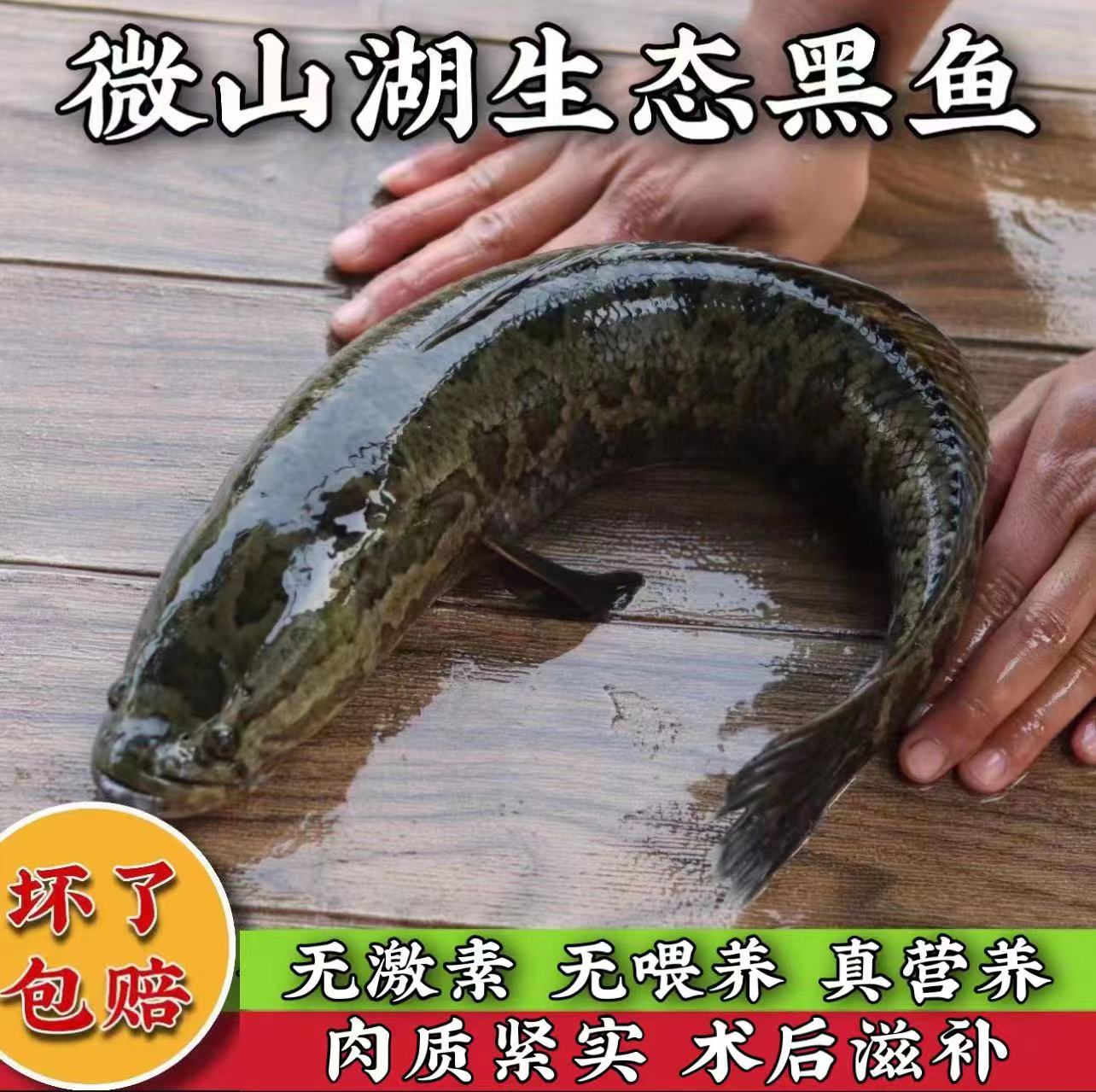 微山湖黑鱼土特产乌鱼整条