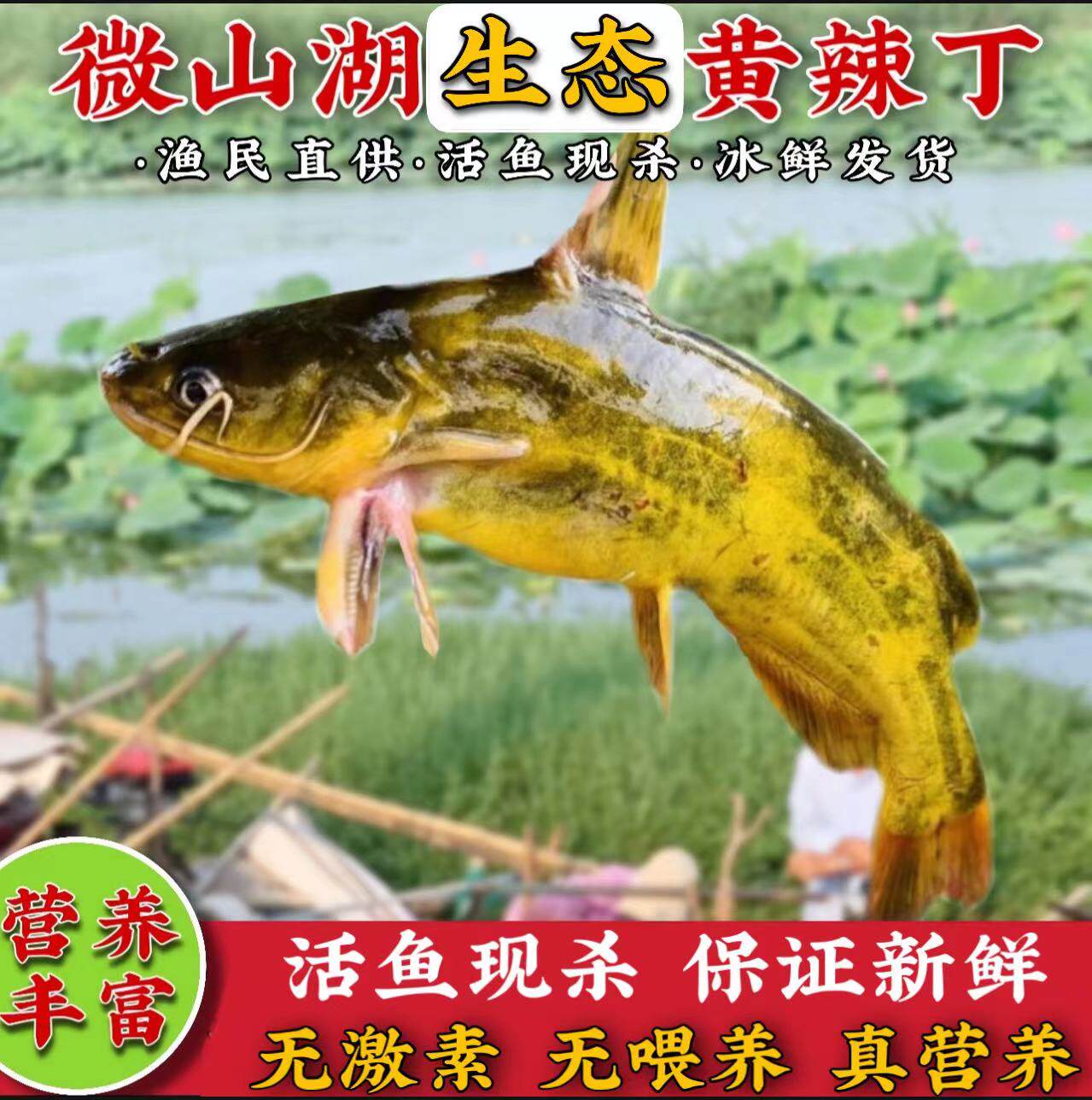 生态黄辣丁黄颡鱼新鲜现杀鲜活昂刺鱼嘎咕鱼黄骨鱼三角峰包邮_虎窝淘