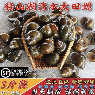 微山湖清水大田螺鲜活新鲜脆螺田螺肉鲜活超大号螺丝淡水3斤冷链