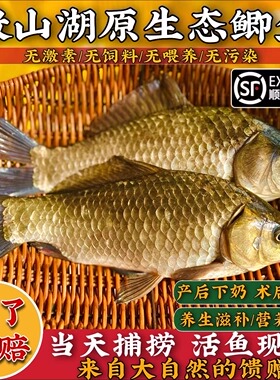 微山湖土鲫鱼新鲜孕妇下奶月子炖汤补钙活鱼现杀03斤冷链真空包邮