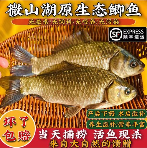 微山湖土鲫鱼补钙活鱼现杀