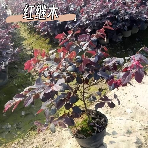 红花继木苗庭院绿植花卉篱笆围墙