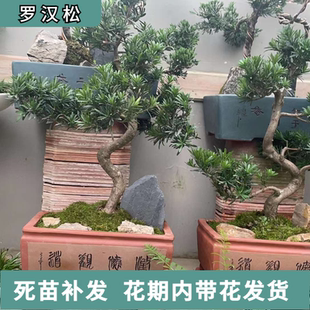罗汉松树苗日本罗汉松庭院阳台室内盆栽观赏盆景原生树桩花园植物