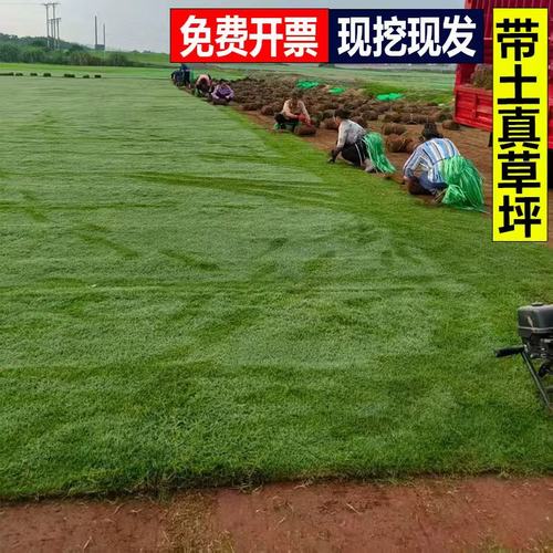 真草坪庭院绿化耐寒四季青