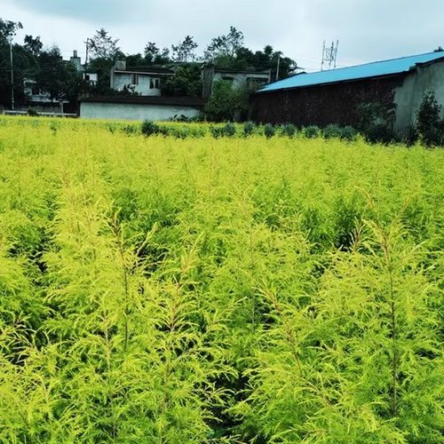 黄金香柳植物千层金绿植