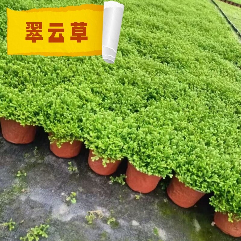 翠云草盆栽四季常绿造景植物