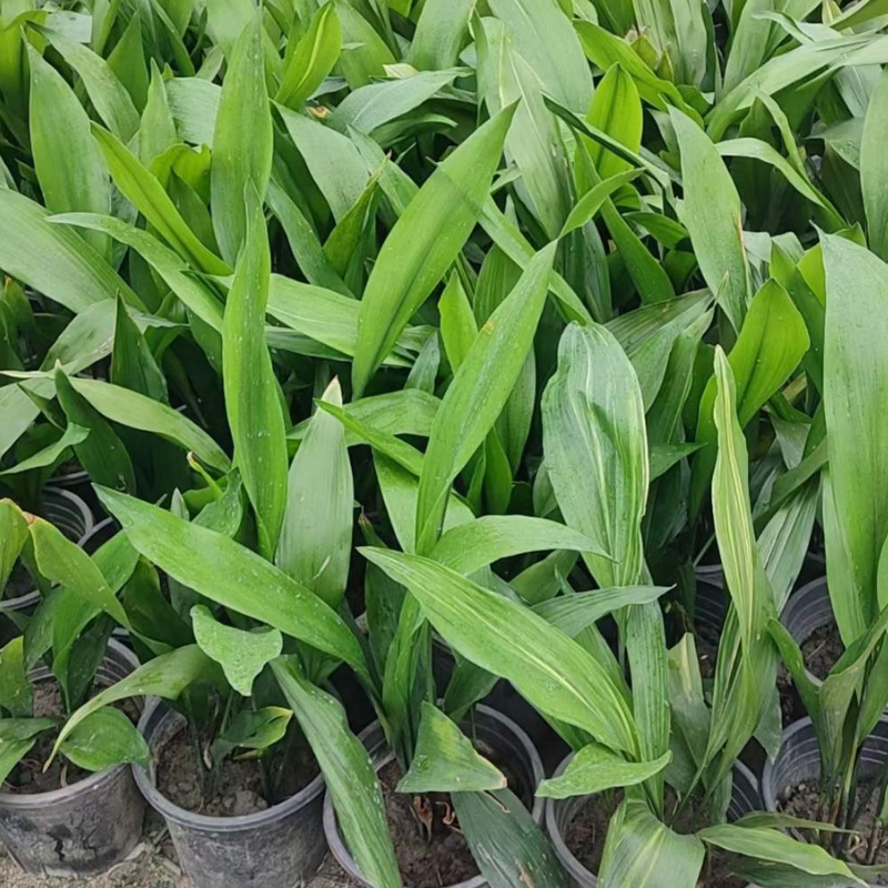 耐寒洒金一叶兰蜘蛛抱蛋盆栽景常青室内客厅观叶植物净化空气