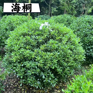 家居庭院花园绿化花灌木海桐苗篱笆植物海桐球海桐树苗四季常青