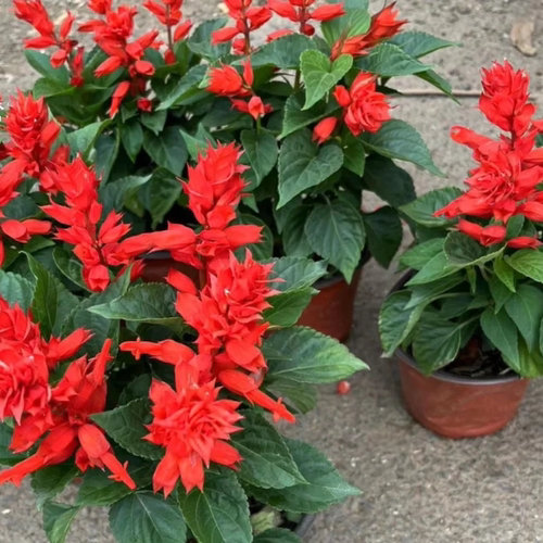 庭院花卉绿植好养易活一串红盆栽