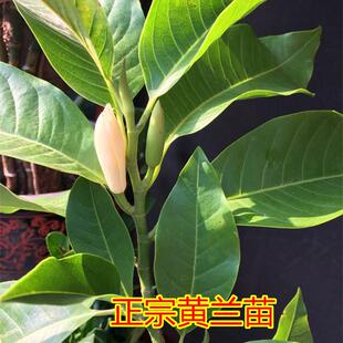 白兰花盆栽树苗矮化室内花卉浓香型带花苞黄角兰庭院大型绿植