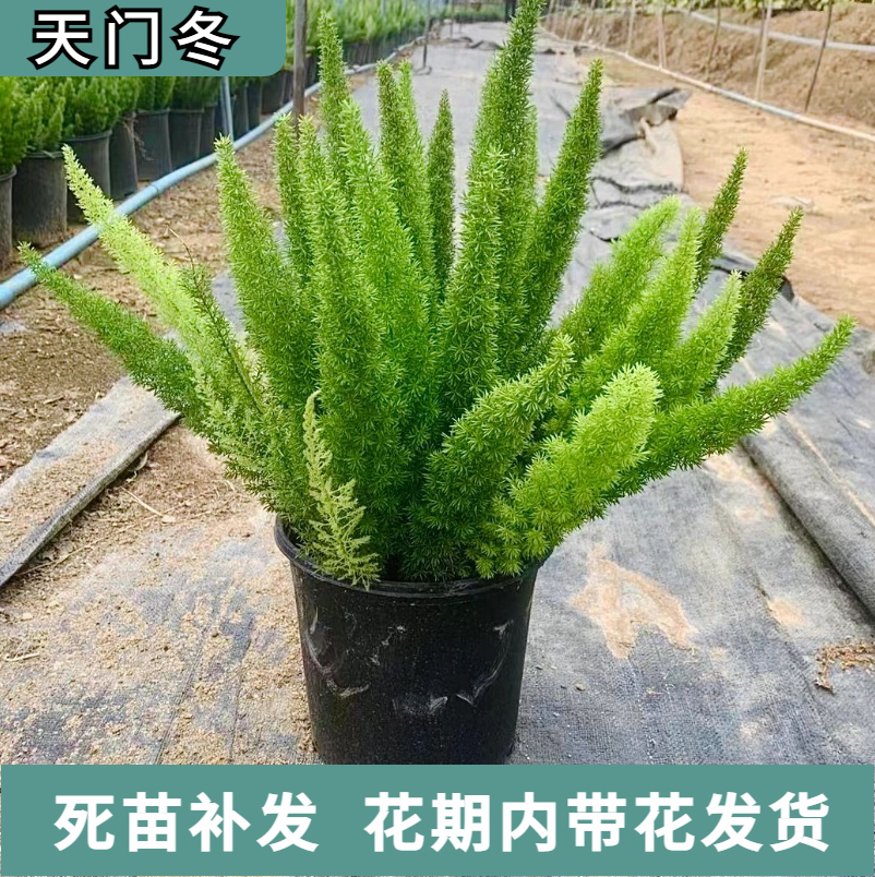 狐尾天门冬盆栽庭院花园花镜植物室内阳台观叶绿植多年生四季常青