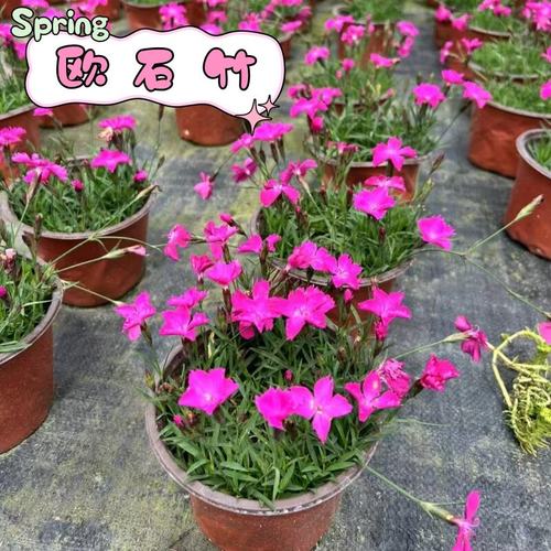 欧石竹花带花苞易活耐寒植物
