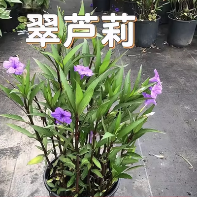 翠芦莉庭院花期长草本植物花草