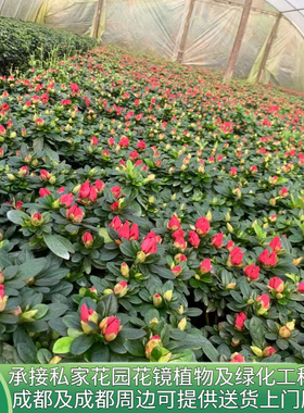 花镜植物比利时花盆栽四季栽培杜鹃花花卉苗室内客厅阳台绿色植物