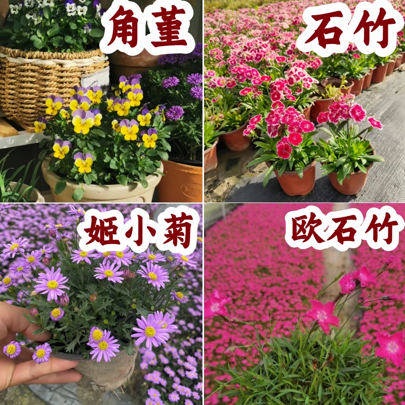 小兔子花苗角堇三色堇盆栽庭院阳台耐寒花期长好养易活冬季小花苗