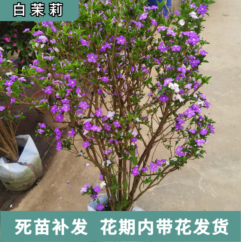 老桩重瓣白茉莉盆栽双色茉莉花包开花包成活整盆原土原盆发货植物