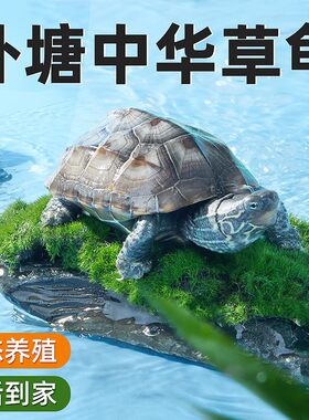 YEE中华草龟活物外塘大小乌龟活体长寿金线龟宠物巴