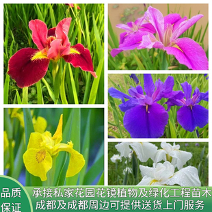 花镜植物庭院别墅花园植物蓝花鸢尾苗盆栽草本地栽多年生喜阴耐寒