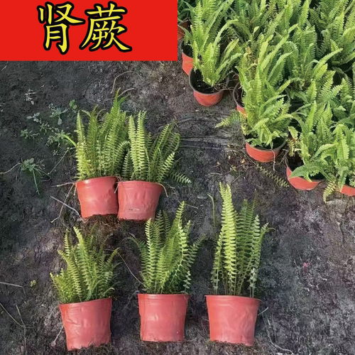 肾蕨盆栽加湿耐阴室内四季常青
