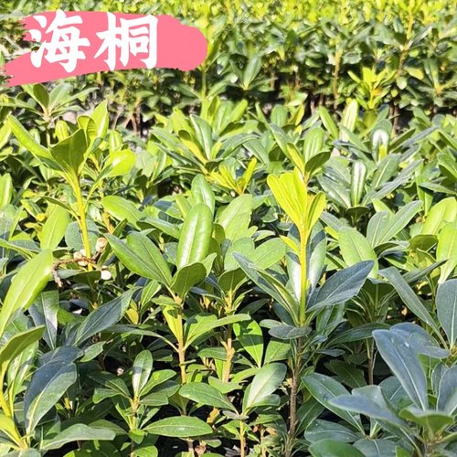 海桐树苗庭院绿化苗木四季常青气味芳香驱蚊虫绿植物围墙绿篱笆