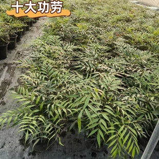 十大功劳苗绿植树苗盆景工程造景园林绿化工程苗绿篱好养活成都