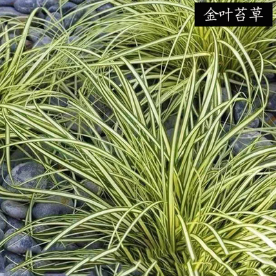 金丝苔草盆栽庭院室外植物