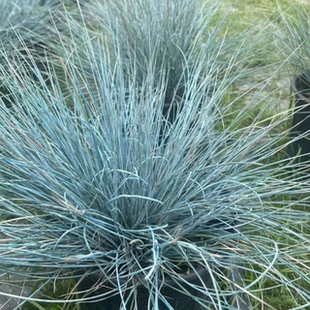 蓝羊茅多年生草本植物花苗观赏草耐寒耐热阳台庭院户外花镜好养活