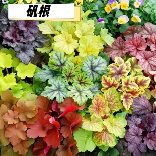 矾根花苗室外植物好养花苗易成活地栽绿植矾根盆栽宿根庭院花坛