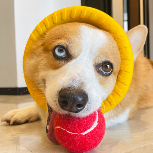狗狗玩具耐咬磨牙互动