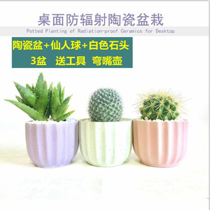 仙人球植物盆栽无刺仙人掌类植物办公室内开花防辐射桌面多肉植物