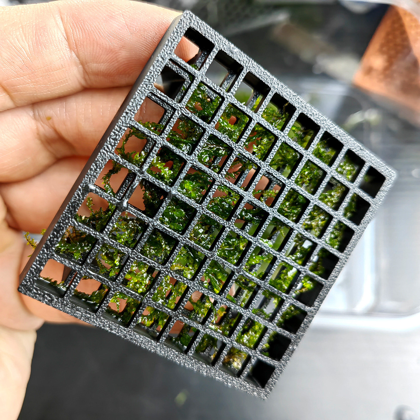 莫斯床方格莫斯水草种植床莫丝网片莫斯种植盒莫斯种植神器3D打印