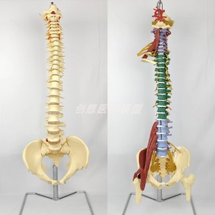 人体1:1多功能脊椎模型 肌肉脊柱腰椎胸椎颈椎可拆卸瑜伽健身教具