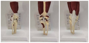 包邮 人体膝关节功能带肌肉演示 骨骼骨架医学医用教学展示模型