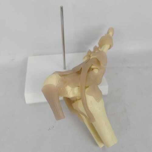 人体一比一韧带骨骼模型