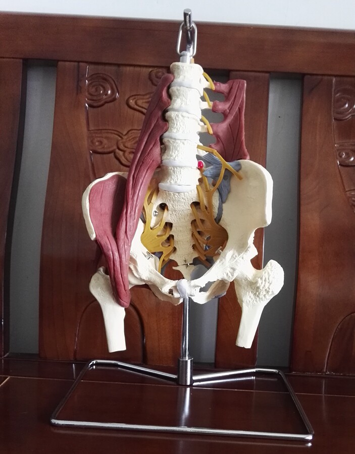 挂试成人腰椎带肌肉模型 盆骨腰间盘突出模型 产妇盆底肌修复演示