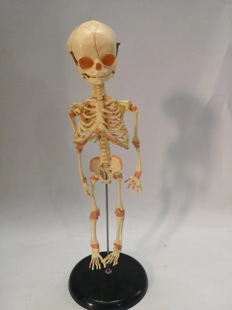 人类胎儿骨骼模型 婴幼儿骨架医用教学讲解 人体模型教具 包邮