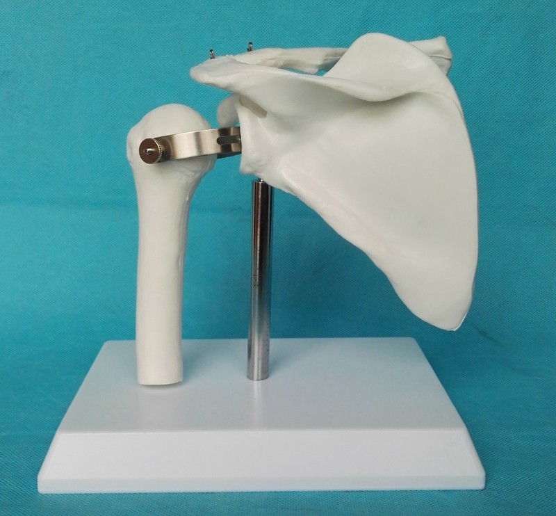 成人1:1人体肩关节功能演示模型可拆骨骼骨架医用教学讲解用具,玩具/童车/益智/积木/模型,其他模型玩具,淘宝优惠券,粉丝福利购,淘宝优惠卷