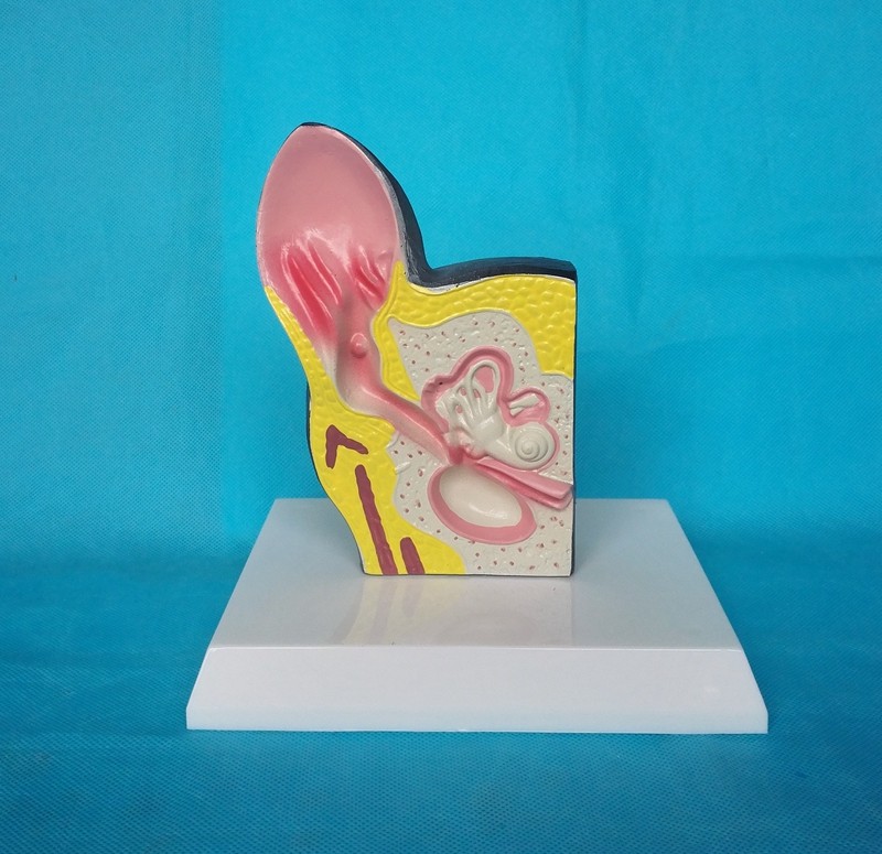 狗耳部解剖动物器官内脏切面演示医用教学模型兽医用具教具耳功能,玩具/童车/益智/积木/模型,其他模型玩具,淘宝优惠券,粉丝福利购,淘宝优惠卷