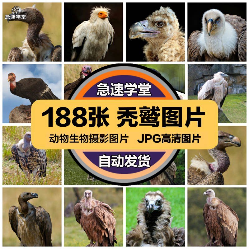 高清动物生物JPG图片秃鹫兀鹫秃鹰猛禽美工设计喷绘打印合成素材 - 实物图