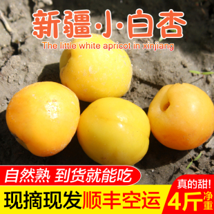 新疆小白杏新鲜 水果杏子4斤库车轮台小白杏甜杏新疆白杏顺丰包邮