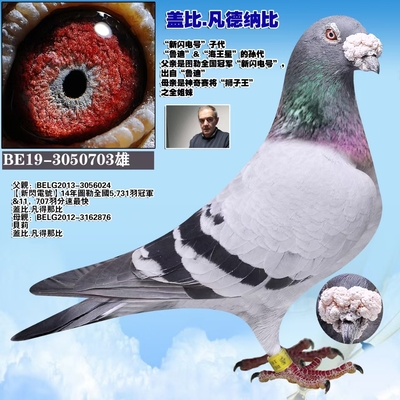 信鸽种鸽成绩鸽公棚鸽血统鸽赛鸽杨阿滕名家鸽远程鸽千公里成绩鸽