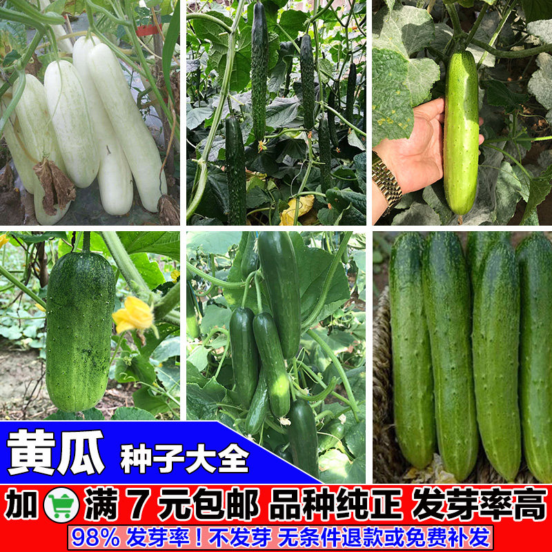 摘不败水果黄瓜种子白皮黄瓜种脆宝秋瓜四季盆栽庭院阳台蔬菜种孑