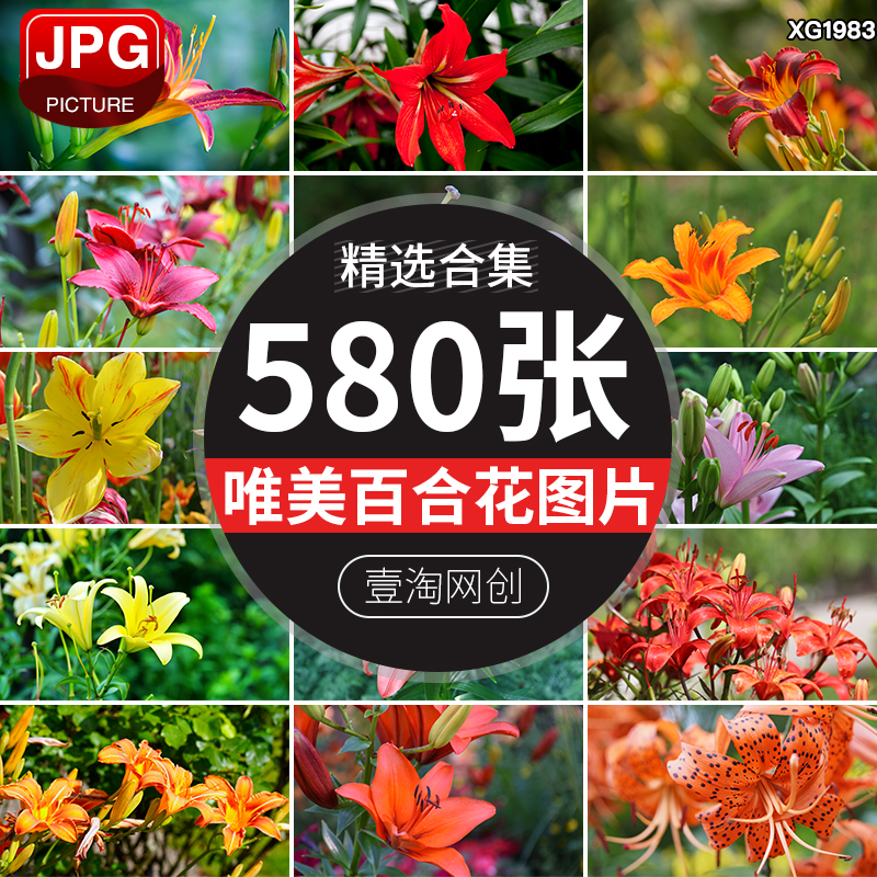 植物鲜花红色花朵百合花盛开绽放花蕊花卉花瓣特写图片照片素材