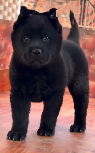 下司犬中华田园犬铁包金五黑犬黄狗虎斑犬活体小狗低价包邮了