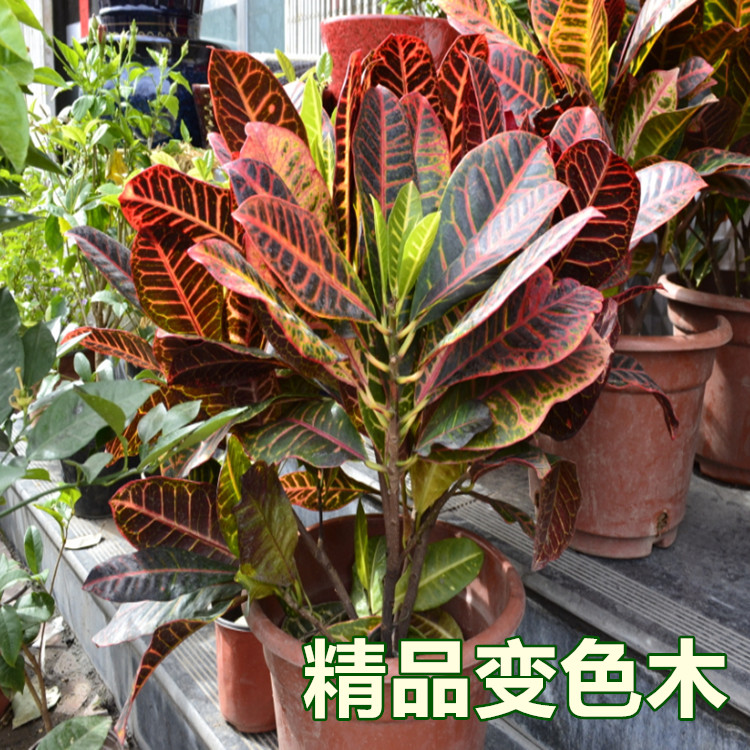 高档绿色植物盆栽花卉彩色竹芋洒金榕七彩树变色木变叶木趣味客厅