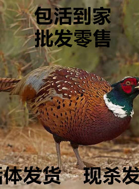 农家散养山鸡一对公母包活到家