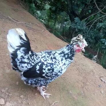 农家散养 成年快下蛋3只母贵妃鸡   跑地公母土鸡  月子鸡 包邮