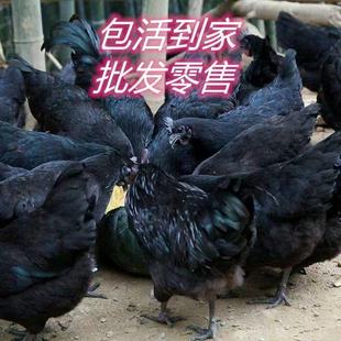 黑羽土鸡活体散养鸡  农家自养五黑鸡 包活到家批发零售