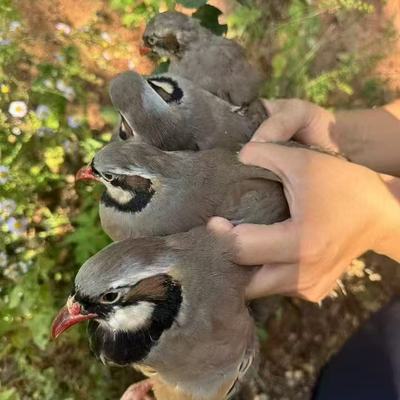 散养小飞龙鹧鸪鸡快下蛋