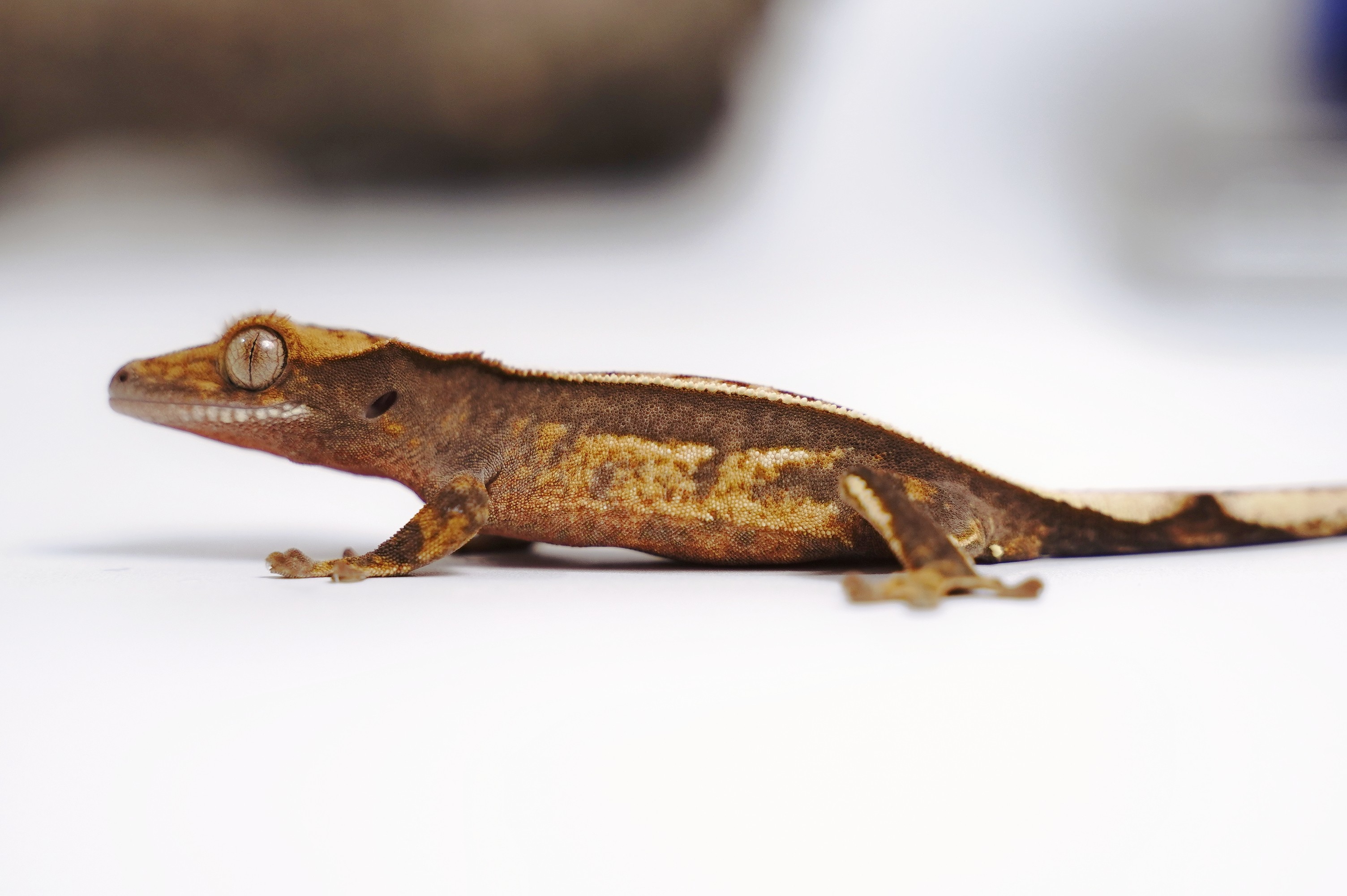 睫角守宫 完美直线母.奶白无町.壁虎守宫蜥蜴活体